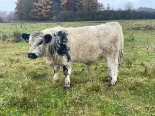 3 Angus/galloway tyrer