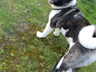 American Akita tilbydes til parring 