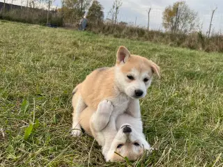 Hvalpe af malamute/ tjekkoslovakisk ulvehund