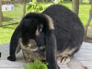 FRANSK VÆDDER HAN SORT OTTER