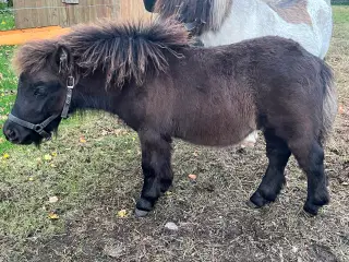 Hingst - Bailey sælges - fuld stamtavle