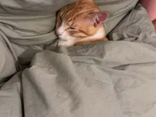 Kat - 2 år gammel 