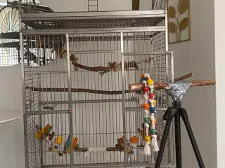 🦜 Til salg: 3 måneder gammel Ara 🦜