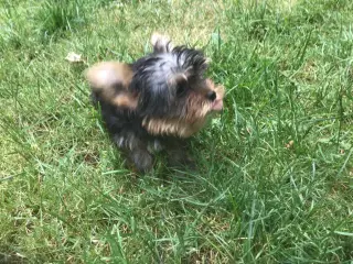 Yorkshire terrier dreng til salg
