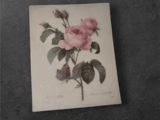 Botanisk mini-tryk: Rosa Centifolia med sommerfugl