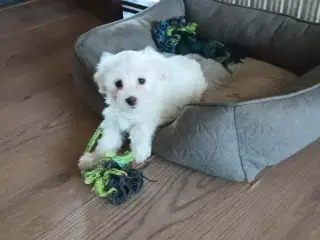 Coton de Tulear/malteser 
