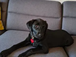 Labrador Retriever 