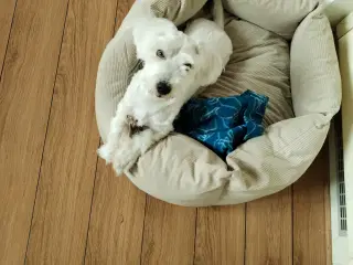 Coton de tulear 
