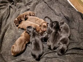 Labrador Hundehvalpe 
