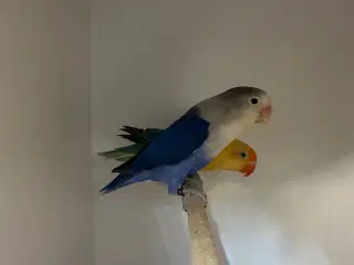 Rødhovedet Dværgpapegøje