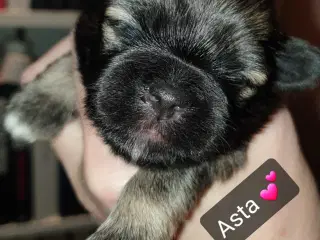 Super lækre Lhasa Apso hvalpe 🐾💕