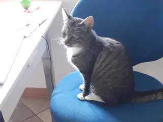 Stor smuk ung hunkat 1 år
