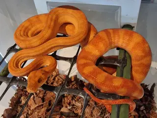Corallus Hortulanus 1,0