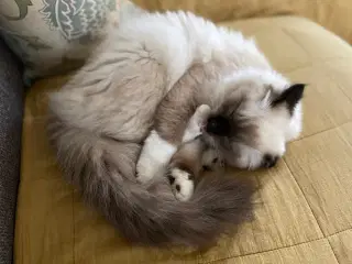 Ragdoll Hunkat 