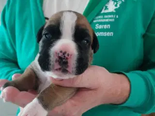 Boxer