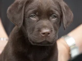 Brun og sorte DKK labradorhvalpe sælges 