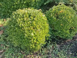 2 stk boksbom kugler 