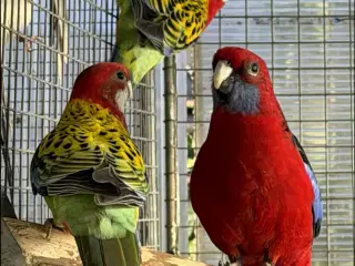 Rød rosella 1.1