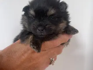 Pomeranian hvalpe