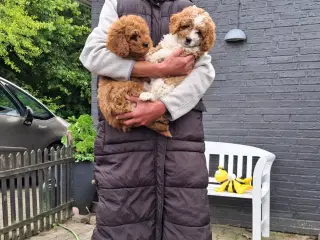Cavapoo hvalpe