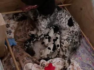 Kleiner Münsterländer hvalpe