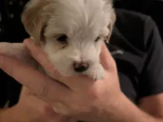 Hundehvalpe sælges