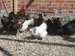 Havehøns 