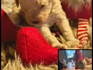 Mellem puddel 3 uger