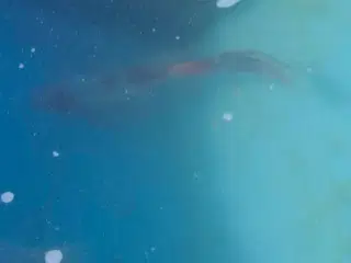 Koi karber, shubikin,  blåemder