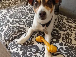 Dansksvensk gårdhund til gratis omplacering!