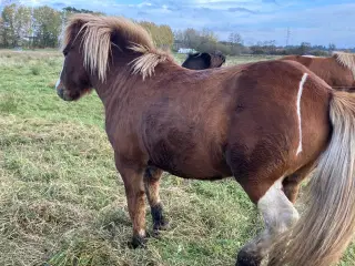 Islændervallak, 3 1/2år