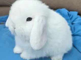 Minilop kaninunge sælges