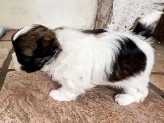 Allergivenlig Shih Tzu hvalpe