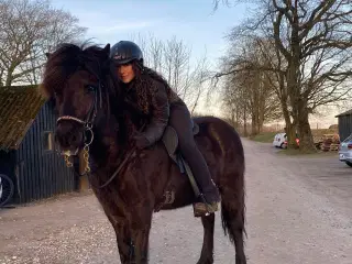 Islænder
