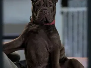 Sharpei m. Fransk bulldog 