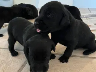 🐾 Labrador Formel 1 Hvalpe til Salg 🐾