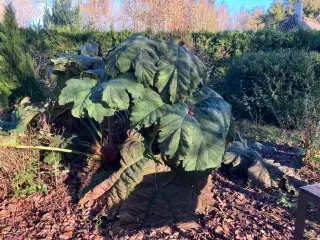 Sideskud og frø af mammutblad (Gunnera Manicata)