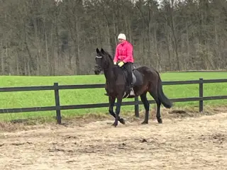 Skovturs hest 