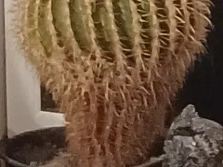 Kaktus stueplante