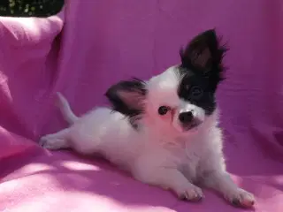 Små langhårede pomchi hvalpe 