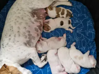 Dansk svensk gårdhunde
