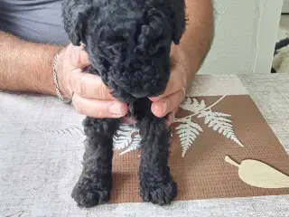 Puddel 
