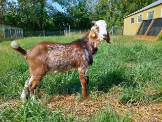 Nubisk bukkekid