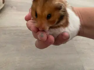 Hamster