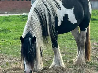 Super smuk og skøn irish cob hoppe