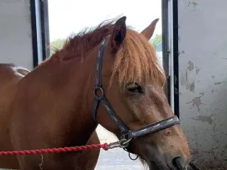 Sød pony