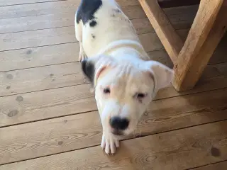Staffordshire Bullterrier hvalpe