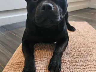 Staffi til parring🩵