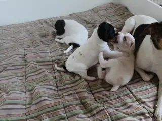 Dansk/svensk gårdhundehvalpe