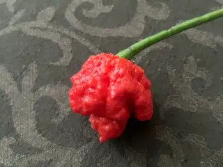 Dragons breath chili frø